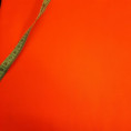 /album/tyger7/orange-cp-jpg/